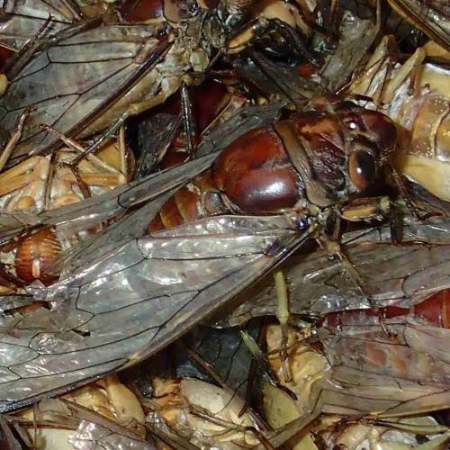 Platylomia radha